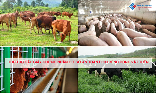 Thủ tục Cấp Giấy chứng nhận cơ sở an toàn dịch bệnh động vật trên cạn