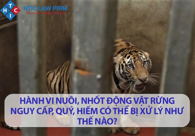 Hành vi nuôi, nhốt động vật rừng nguy cấp, quý, hiếm có thể bị xử lý như thế nào?